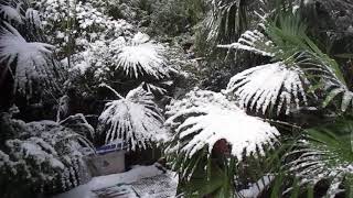 Wet Snow weighs down Palm Trees in Canada