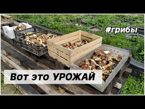 Вот это ГРИБАЛКА! Грибной БУМ! Белые /Колосовики / Боровики / Лисички ч3.