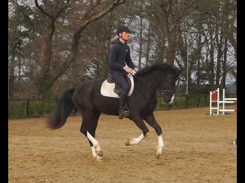 🌟 Top Potential Performance Draught 🌟 - Image 2