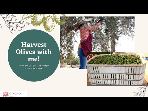Harvesting olives & determining when they're ripe!