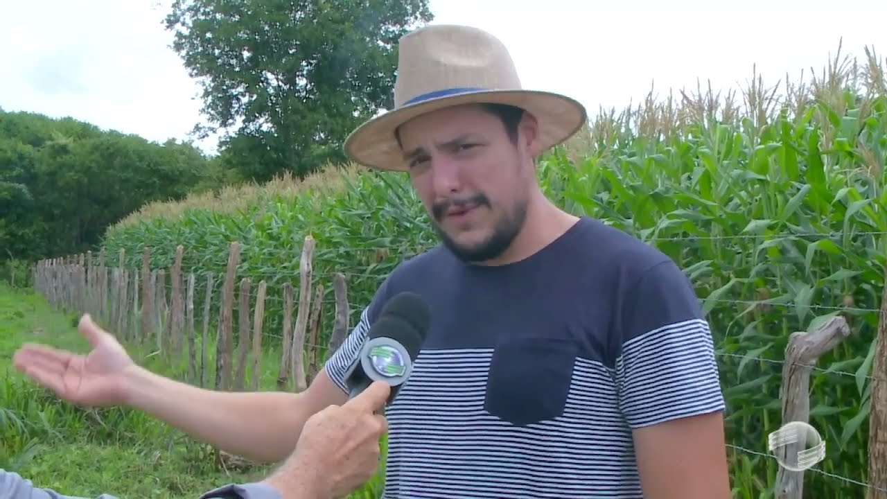 Veja as vantagens do milho híbrido ideal para a produção de silagem