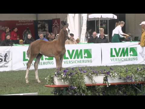 Hengstfohlen Dankeschön - Show Star - Ehrentusch (Deutsches Fohlenchampionat 2012)