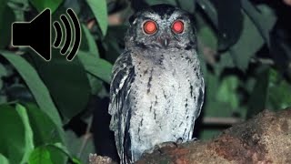 Download lagu SUARA BURUNG HANTU CELEPUK mp3 Download lagu SUARA BURUNG HANTU CELEPUK mp3