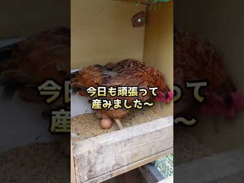 過剰な体重は産卵鶏にどのような影響を与えますか?生産性は向上していますか、それとも低下していますか?  庭園