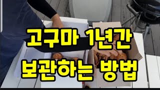 고구마 캐서 이렇게 하면 1년간 보관 됩니다~ #고구마오래보관하는법 #고구마캐는시기 #밤고구마 #찰고구마 #…