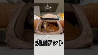 犬用テントに飼い主が入ったらブチギレた！