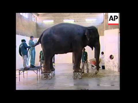 Endangered elephant finally pregnant