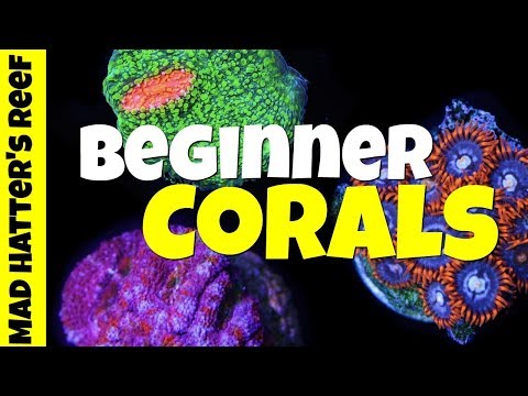Top 10 Beginner Corals for Nano Reef Tanks