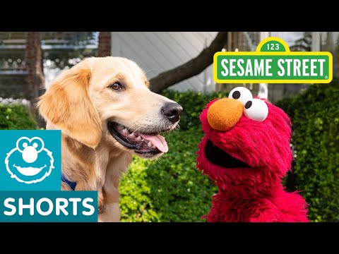 Sesame Street: Elmo Helps the Most Energetic Dog Find a Home with Dodo Kids!