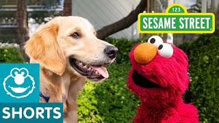 Sesame Street: Elmo Helps the Most Energetic Dog Find a Home with Dodo Kids!