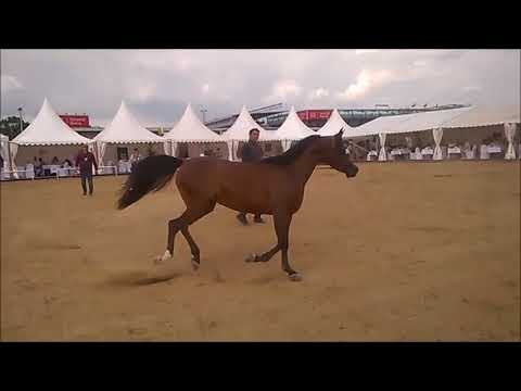 Prague Intercup 2018  Sultanah Al Arja