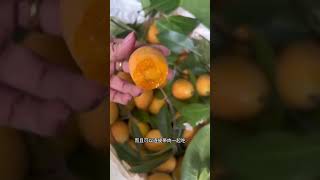 你以為枇杷芒是芒果？揭秘水果真相！Did You Think Loquat Mango is a Mango? #枇杷芒 #水果 #LoquatMango #FruitMystery