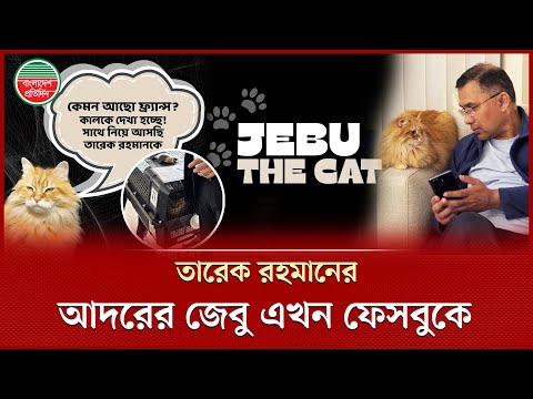 তারেক রহমানের পোষা বিড়াল জেবুর নামে চালু হলো অফিসিয়াল ফেসবুক পেজ | Jebu Cat | Tarique Rahman