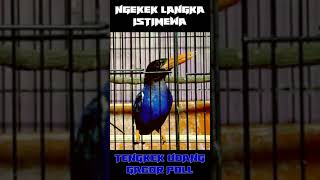 Download lagu JARANG ADA NGEKEK PANJANG KAYA GINI, TENGKEK UDANG GACOR COCOK BUAT MASTERAN mp3