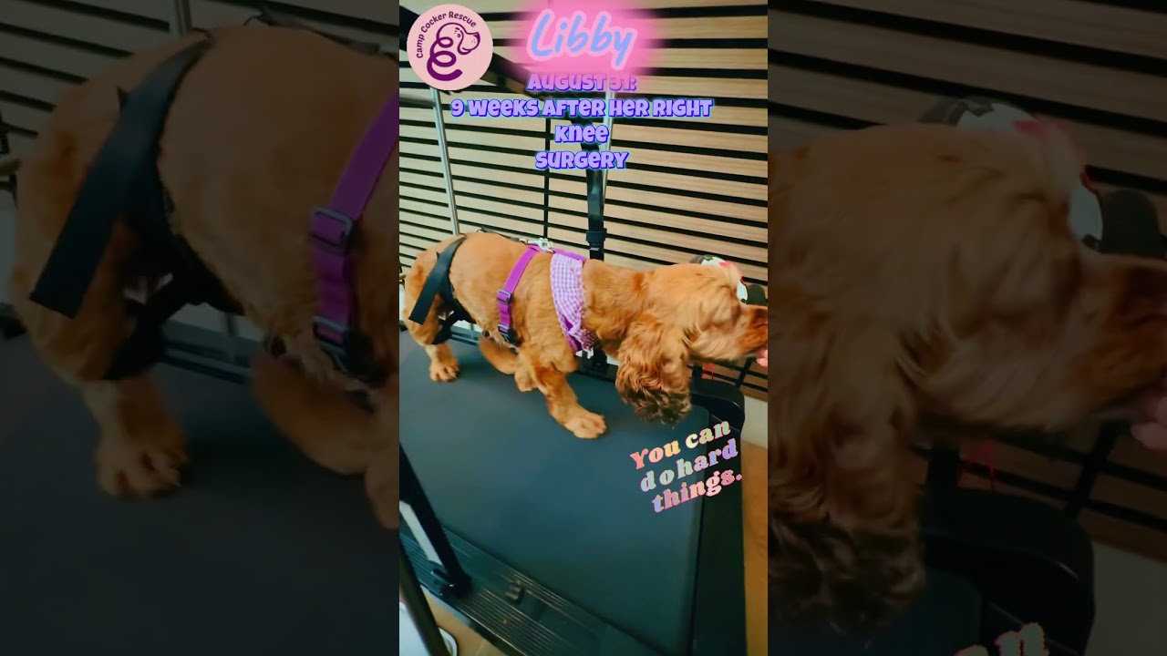 Enlarge Libby, a ADOPTABLE Cocker Spaniel in South San Francisco, CA video 6/6