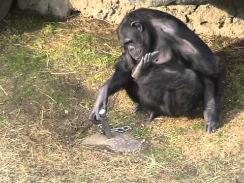 くるみ割りチンパンジーの道具を見る