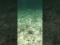 Less Than A Metre Away From A Black Tip Reef Shark In The Maldives Maldives Reef Shark