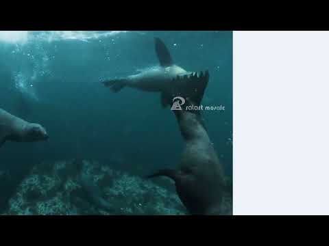 Dive into luxury with our stunning Glass Pool Mosaic Tiles! 🏊‍♀️💦