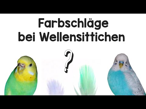 , title : 'Farbschläge von Wellensittichen'