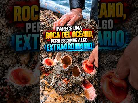 PARECE UNA ROCA DEL OCÉANO PERO ESCONDE ALGO EXTRAORDINARIO #marinelife #ocean #fishing