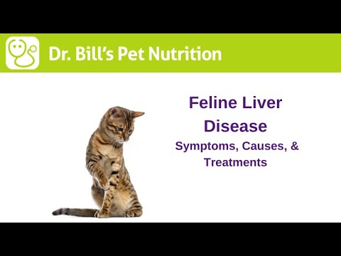 Feline Liver Disease | Symptoms, Causes, & Treatments | Dr. Bill's Pet Nutrition | The Vet Is In