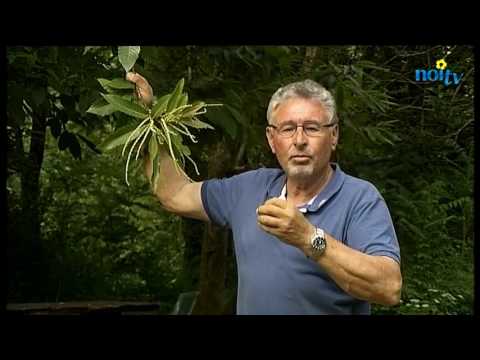 Ricetta composta di pere di prostatite Trattamento prostatite Gardnerella