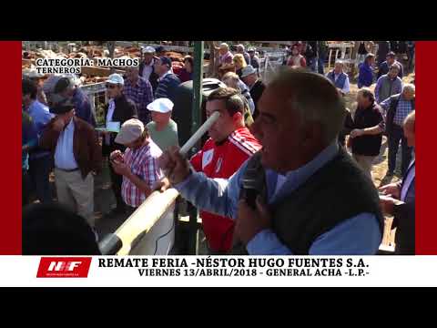REMATE FERIA: N.H.F. S.A. - GRAL. ACHA -VIE-13-ABRIL -TERNEROS-