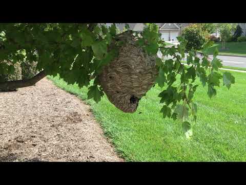 Community in Somerset, NJ Dealing with Large Bald-Faced Hornets Nest