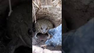 Download lagu macam macam suara kodok merdu part7 #shorts #suarakodok #frogsound mp3