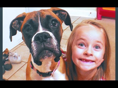 BOXER DOG TRICKS 'Adelyn' showing off