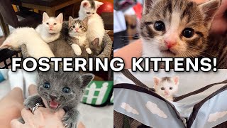 Fostering a Litter of Kittens