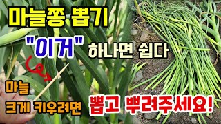 마늘쫑나오면 뽑고 이것 뿌려줘야 병없이 마늘이 굵어져요 마늘쫑쉽게 뽑는법