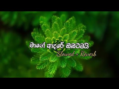 Lale Samaru | මාගේ ආදරේ ඔබටමයි | Mage Adare Obatamai (Slowed + Reverb) |@CHAMABeats