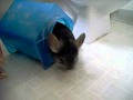 Chinchilla Mating Call