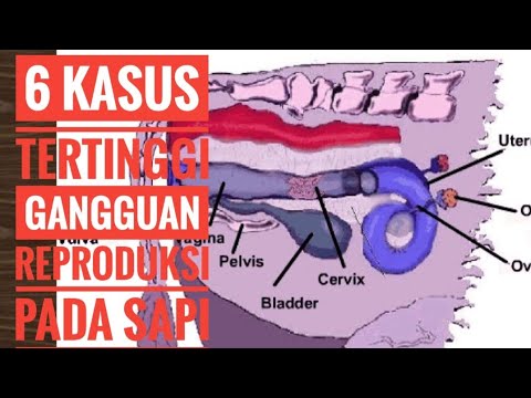 , title : '6 KASUS TERTINGGI GANGGUAN REPRODUKSI SAPI DI INDONESIA. CASES OF REPRODUCTIVE DISORDERS IN CATTLE'