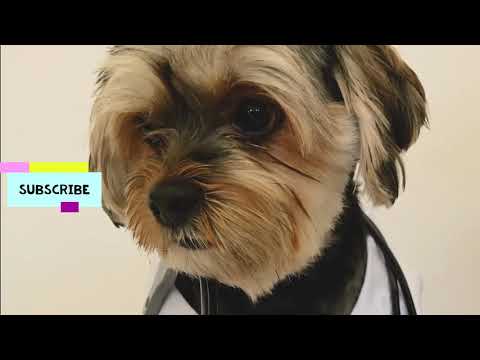pets dogs - cute pets - cute animals - sanika IT