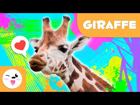 Giraffe 🦒 Animals for kids 🌳 Episode 7
