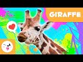 Giraffe 🦒 Animals for kids 🌳 Episode 7
