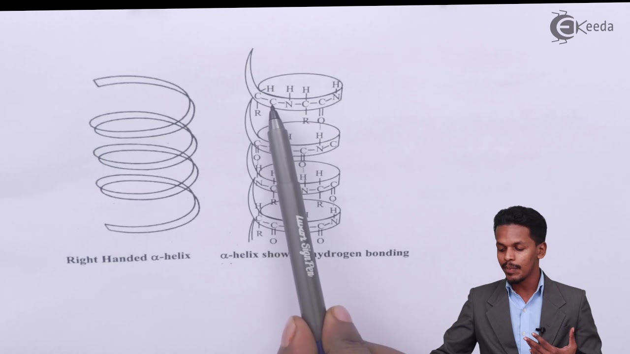 Secondary Structure of Proteins - Biomolecules - Chemistry Class 12