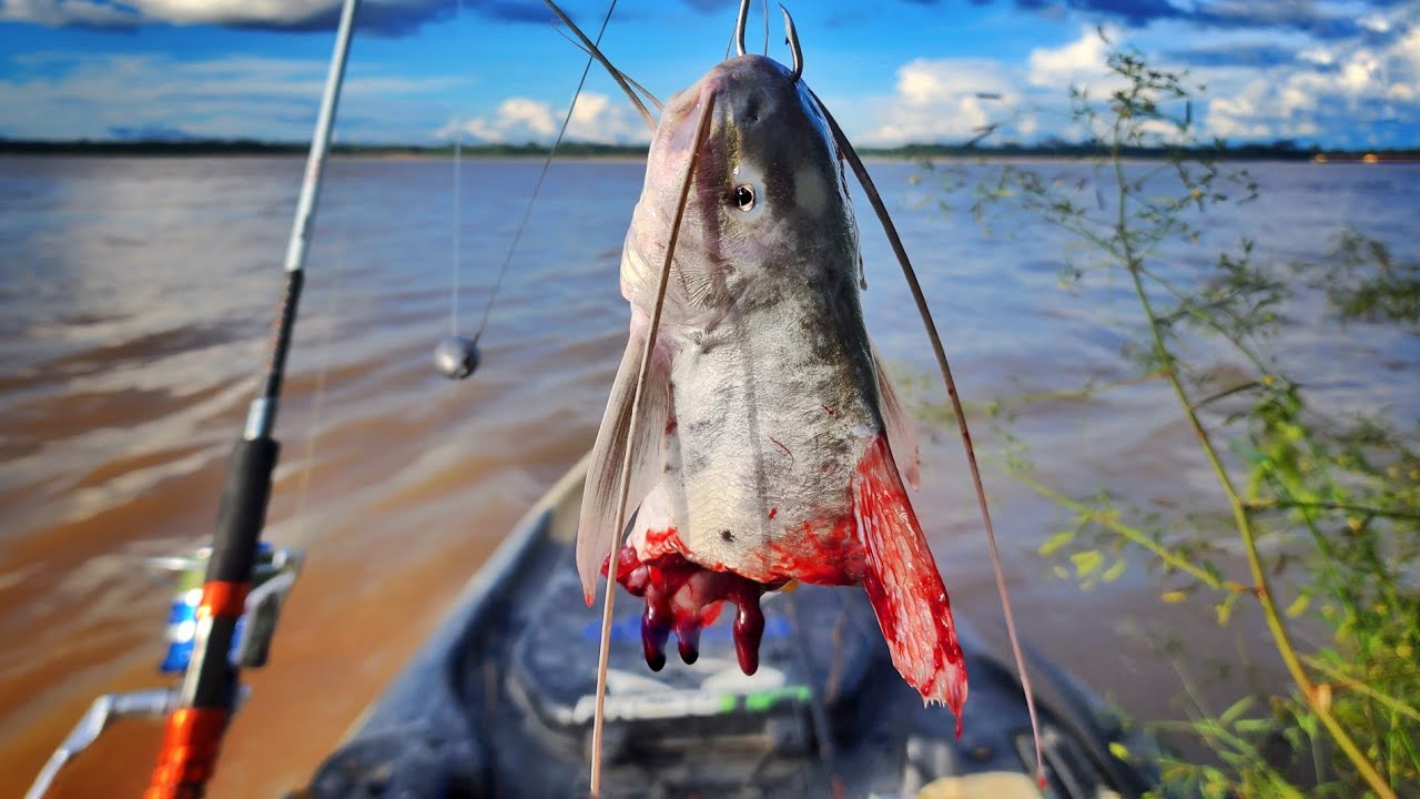 CABEÇA DE BAGRE, VOCÊ AINDA DUVIDA DESSA ISCA??? Pescaria.