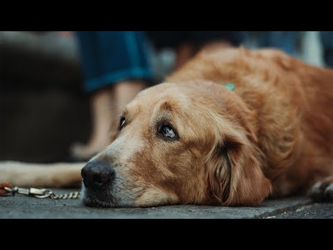 Ranta: Songuara & Deeper Sounds Mix (Mambo Ibiza Radio) [Organic House Mix 2023]