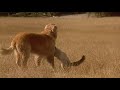 Homeward Bound The Incredible Journey 1993 Chance Falls In A Gopher Hole