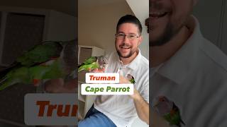 About Truman the Cape Parrot #bird #story