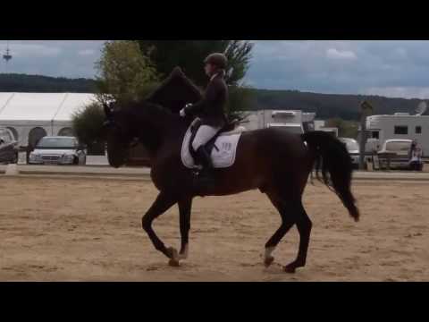 Dressurpferd San Amour / Sandro Hit  A** Dressur