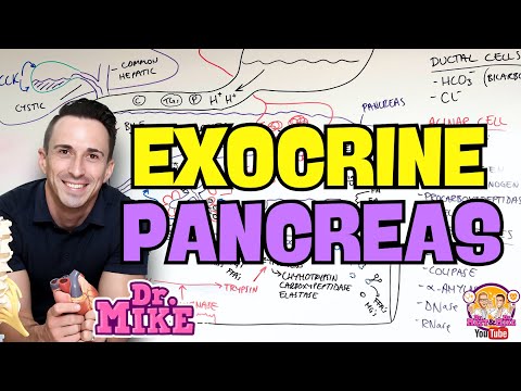Pancreas | Exocrine Physiology