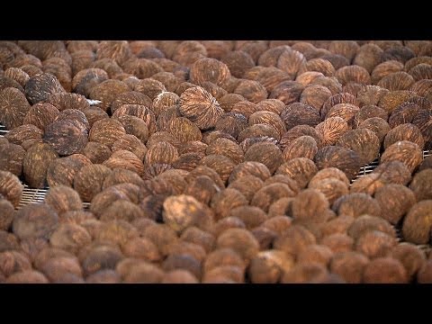 Black Walnuts from Dell Lawrence, Sabula, IA