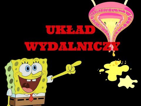 układ wydalniczy