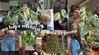 taking care of my favourite plants in my collection 🪴🪏✨