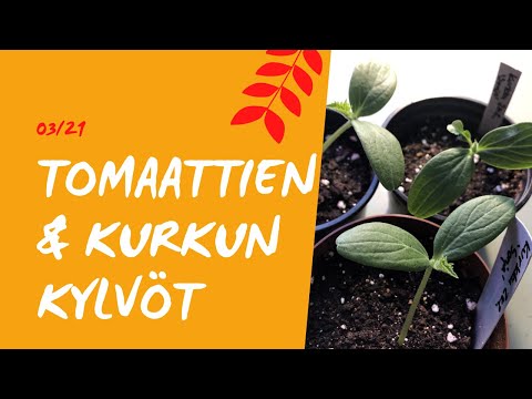 , title : '🍅TOMAATIT JA KURKKU🥒 KYLVÖSTÄ 👉TAIMEKSI 🌱- videolla jaan siemenen matkan pikkutaimeksi asti 👩🏻‍🌾'