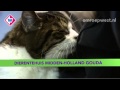 Asieldieren: Tom zoekt een baasje